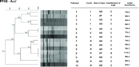 Dendrogram And PFGE Patterns Of 14 Isolates Of Listeria Monocytogenes