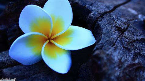 Plumeria Wallpapers Top Free Plumeria Backgrounds Wallpaperaccess