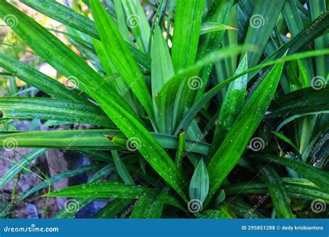 Fragrant Pandan Or Pandanus Amaryllifolius The Leaves Are An Important