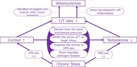 Associations Of Cortisoltestosterone And Cortisolsex Hormone Binding Globulin Ratios With