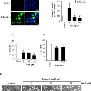 Caspase inhibition prevents caspase-3 activation but does not increase ...