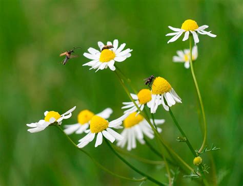 Matricaria Más De 1000 Plantas Y Flores Del Mundo