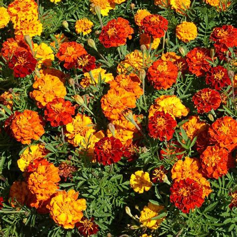 Marigold Seeds Tagetes Patula Flower Seed Mix