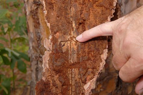 Pine bark beetles taking advantage of drought | Mississippi State ...