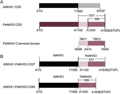 Schematic Diagram Of The Yeast Expression Constructs For The Download Scientific Diagram