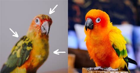 Sun Conure Lifespan: Simple Strategies For A Longer Life