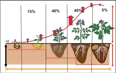 Percentage Of Nutrient Uptake At Different Growth Stages Of Potato