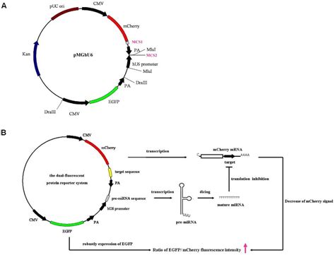 The Construction And Principle Behind The Dual Fluorescent Protein Download Scientific Diagram