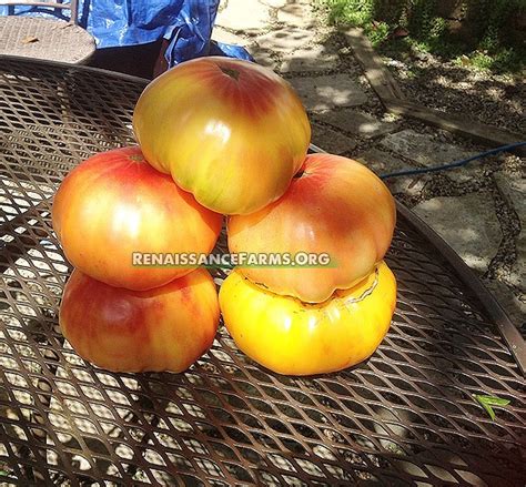 Hillbilly Tomato Seeds For Sale At Renaissance Farms