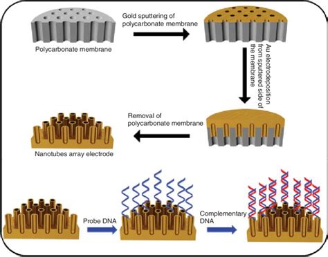schematic   gold nanotube array electrode