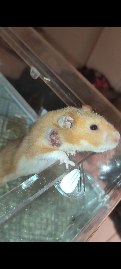 Mon Hamster Est Malade Forum Hamster