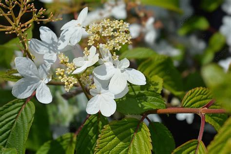 Fondos de Viburnum Plicatum Tomentosum, Fotos y Imágenes De Descarga ...