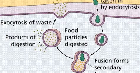 Plant Life: Vesicle-Mediated Transport