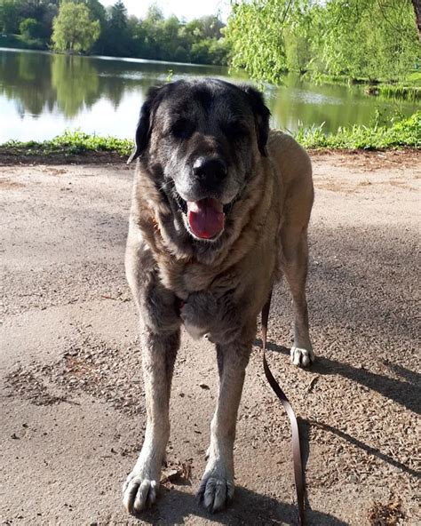 Anatolian Shepherd Colors – How To Recognize The Turkish Giant?