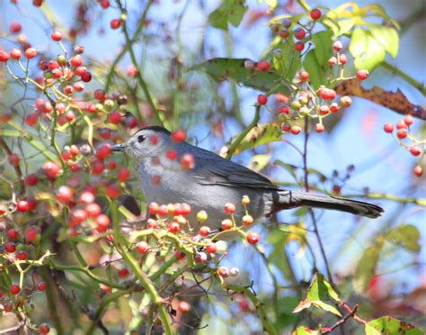 On the Wing: Rare Birds and Fall Migration on Virginia's Eastern Shore