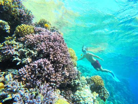 Sharm El Sheikh: Private Speedboat Afternoon Snorkeling Tour | GetYourGuide