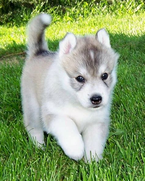 Husky Puppies For Sale | [+] CUTE PUPPIES