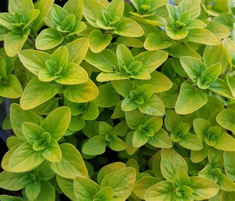 Herb Oregano Golden Farmyard Nurseries