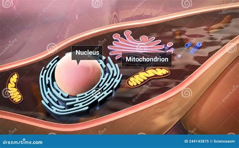 Cell Structure And Components Mitochondria Nucleus And Cytoplasm