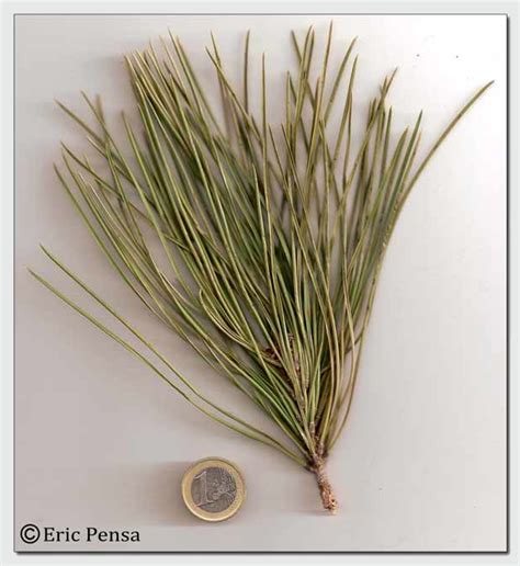 Les Aiguilles Du Pin Parasol Pin Pignon Identifier Les Arbres Et