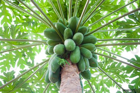 Papaya tree - stock photo 1089623 | Crushpixel