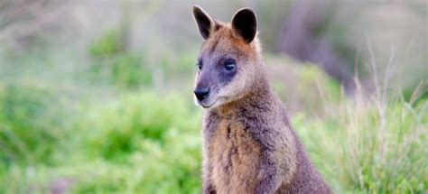 The Best Phillip Island Grand Prix Circuit Ventnor Safaris Wildlife