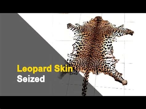 Odisha Crime Branch Stf Seizes Leopard Skin 2 Arrested Otv News