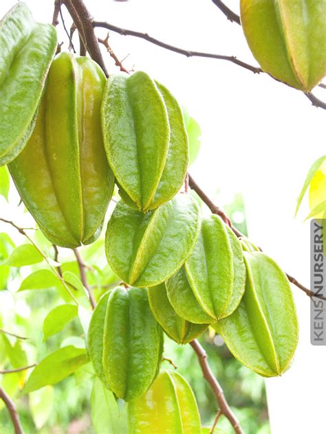 Dwarf Star Fruit Tree