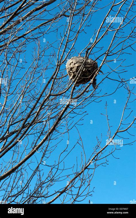 Hornets nest in tree Stock Photo - Alamy