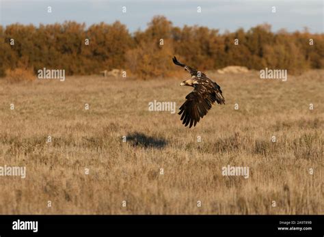 Five years old female of Spanish imperial eagle flying Stock Photo - Alamy