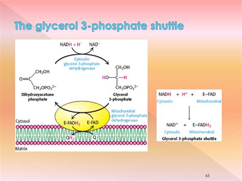 Oxidative Phosphorylation Ppt Download