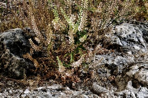 Desert Brush Free Stock Photo Public Domain Pictures