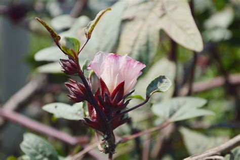 How To Plant Grow And Care For The Roselle Plant A Full Gardeners