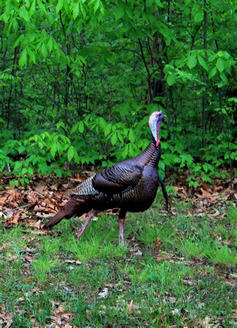 41 Turkey Hunting Tips and Tactics to Use This Season