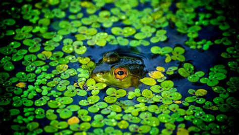 Wallpaper Animals Green Yellow Underwater Frog Amphibian Leaf