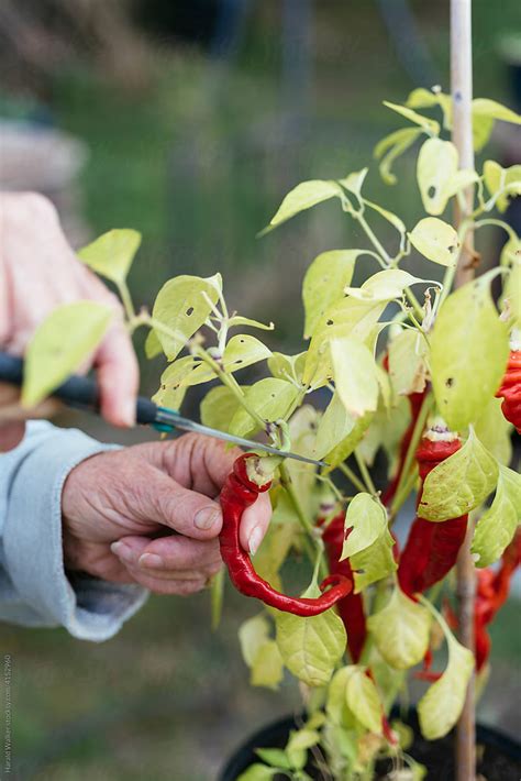 Harvesting Cayenne Pepper by Harald Walker