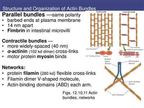 PPT Cytoskeleton And Cell Movement PowerPoint Presentation Free