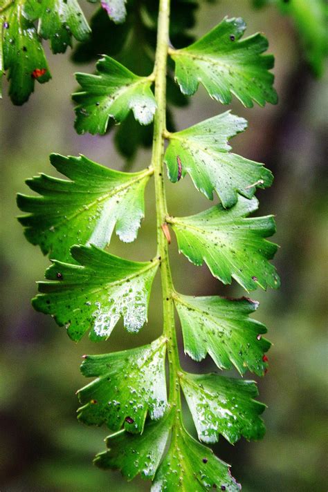 Phylloclade: A flattened stem functioning as a leaf.