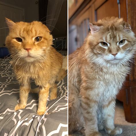 People Are Sharing Before And After Photos Of Their Adopted Cats And It