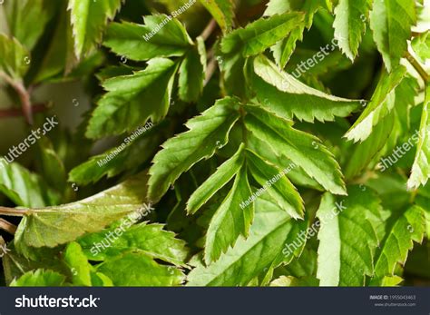 young ground elder leaves  table stock photo  shutterstock