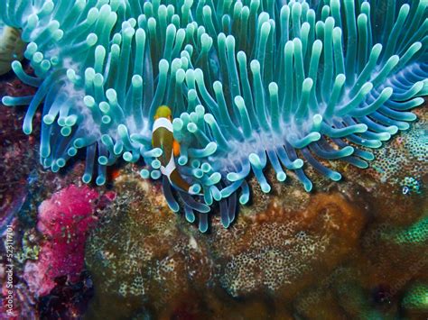 The Symbiotic Relationship Between An Anemone Heteractis Magnifica