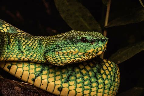 North Philippine Temple Pitviper In January 2023 By Bob Zakaria