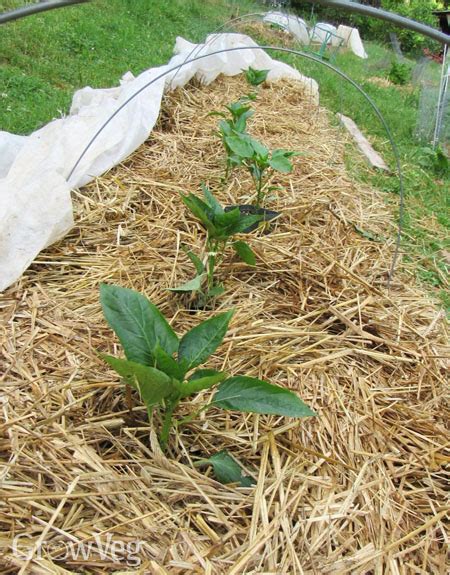 3 Major Mulching Methods You Need To Know About