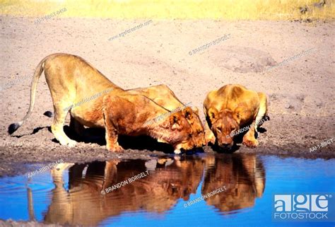 Lioness Pride Drinking Water Kruger National Park Mpumalanga South