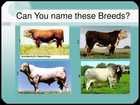 Ppt Beef Cattle Breeds Powerpoint Presentation Free Download Id 211300