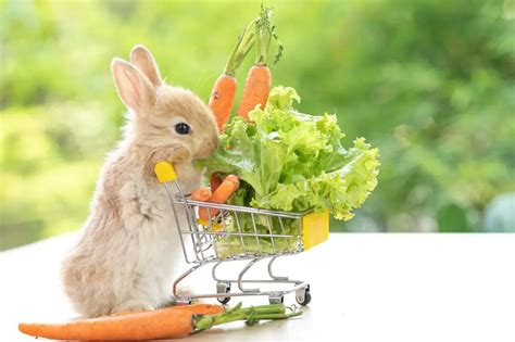 What Food Do Baby Bunnies Eat? (Ideal Diet & Care Guide) - Here Bunny