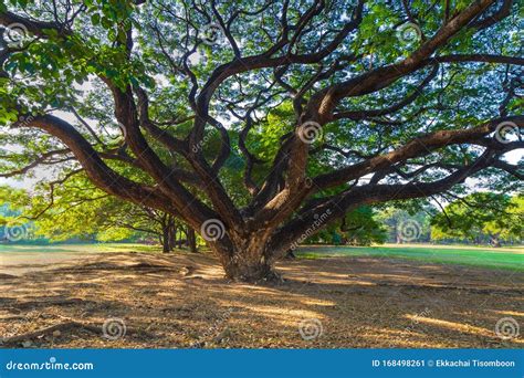 Treee Ground And Background