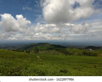 360 Kemuning Tea Images, Stock Photos & Vectors | Shutterstock