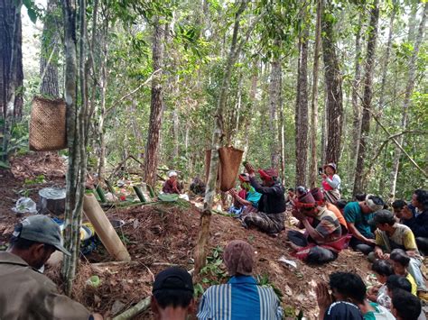 Aliansi Masyarakat Adat Nusantara AMAN Masyarakat Adat Sihaporas