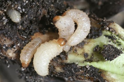 Guida Completa Al Controllo Del Punteruolo Del Grano